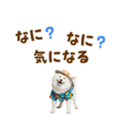 もふっとサモエド★夏スタンプ（個別スタンプ：35）