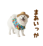 もふっとサモエド★夏スタンプ（個別スタンプ：36）