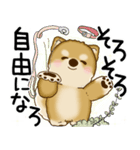 柴犬 2025 「悟りました」（個別スタンプ：17）