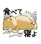 柴犬 2025 「悟りました」（個別スタンプ：19）