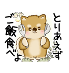柴犬 2025 「悟りました」（個別スタンプ：20）