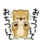 柴犬 2025 「悟りました」（個別スタンプ：28）