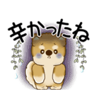 柴犬 2025 「悟りました」（個別スタンプ：31）