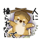 柴犬 2025 「悟りました」（個別スタンプ：36）