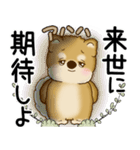 柴犬 2025 「悟りました」（個別スタンプ：37）