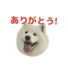 もふもふっ！わんちゃん（個別スタンプ：1）