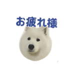 もふもふっ！わんちゃん（個別スタンプ：2）