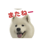 もふもふっ！わんちゃん（個別スタンプ：3）