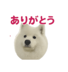 もふもふっ！わんちゃん（個別スタンプ：4）