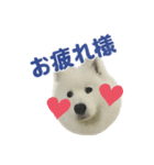 もふもふっ！わんちゃん（個別スタンプ：6）