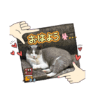 しょ〜り〜（個別スタンプ：3）