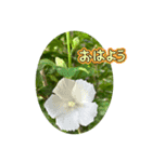 おはようの花（個別スタンプ：1）