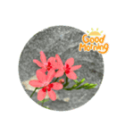 おはようの花（個別スタンプ：2）