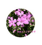 おはようの花（個別スタンプ：5）