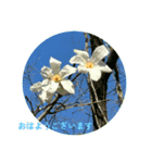 おはようの花（個別スタンプ：7）