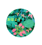 おはようの花（個別スタンプ：8）