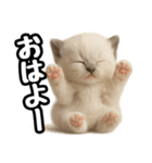 日常会話verラグドールの子猫（個別スタンプ：1）