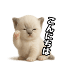 日常会話verラグドールの子猫（個別スタンプ：2）