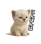 日常会話verラグドールの子猫（個別スタンプ：3）