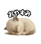 日常会話verラグドールの子猫（個別スタンプ：4）