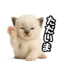 日常会話verラグドールの子猫（個別スタンプ：5）