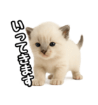 日常会話verラグドールの子猫（個別スタンプ：6）