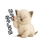 日常会話verラグドールの子猫（個別スタンプ：7）