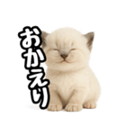 日常会話verラグドールの子猫（個別スタンプ：8）