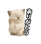 日常会話verラグドールの子猫（個別スタンプ：9）