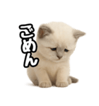 日常会話verラグドールの子猫（個別スタンプ：11）