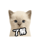 日常会話verラグドールの子猫（個別スタンプ：12）