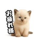 日常会話verラグドールの子猫（個別スタンプ：13）