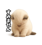日常会話verラグドールの子猫（個別スタンプ：14）