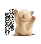 日常会話verラグドールの子猫（個別スタンプ：15）