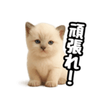 日常会話verラグドールの子猫（個別スタンプ：16）