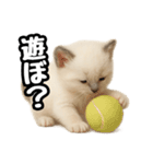 日常会話verラグドールの子猫（個別スタンプ：18）