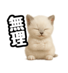 日常会話verラグドールの子猫（個別スタンプ：19）