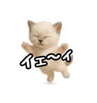 日常会話verラグドールの子猫（個別スタンプ：20）