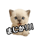日常会話verラグドールの子猫（個別スタンプ：21）