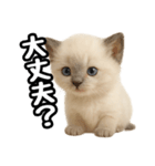 日常会話verラグドールの子猫（個別スタンプ：22）
