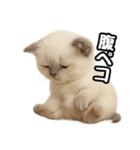 日常会話verラグドールの子猫（個別スタンプ：23）
