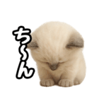 日常会話verラグドールの子猫（個別スタンプ：24）
