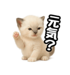 日常会話verラグドールの子猫（個別スタンプ：25）