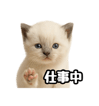 日常会話verラグドールの子猫（個別スタンプ：27）