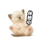 日常会話verラグドールの子猫（個別スタンプ：28）