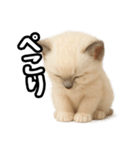 日常会話verラグドールの子猫（個別スタンプ：29）