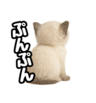 日常会話verラグドールの子猫（個別スタンプ：30）