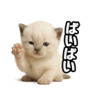 日常会話verラグドールの子猫（個別スタンプ：31）