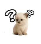 日常会話verラグドールの子猫（個別スタンプ：32）