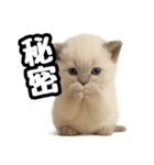 日常会話verラグドールの子猫（個別スタンプ：34）